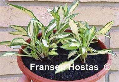 Hosta Teeny-weeny Bikini