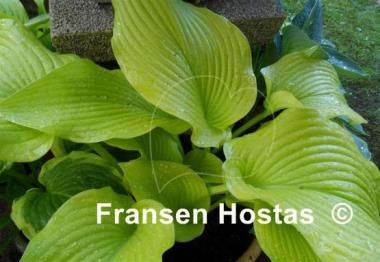 Hosta Templar Gold
