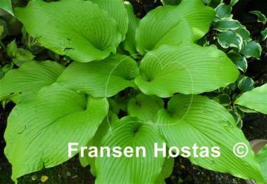Hosta Templar Gold