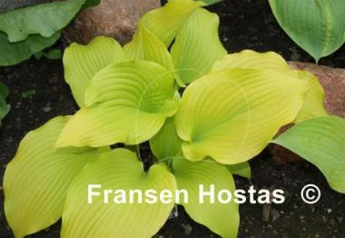 Hosta Templar Gold