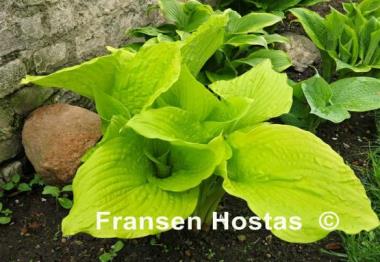 Hosta Templar Gold