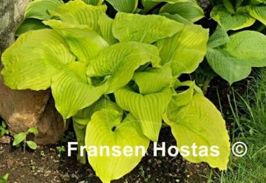 Hosta Templar Gold