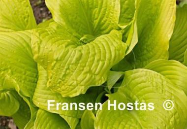 Hosta Templar Gold