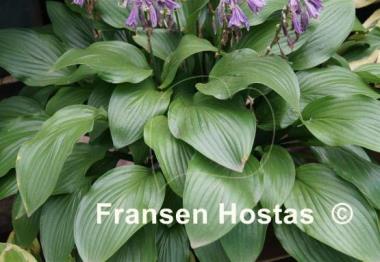 Hosta Temple Bells