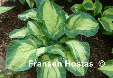 Hosta Temptation
