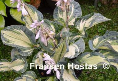 Hosta Temptation