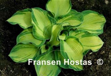 Hosta Temptation