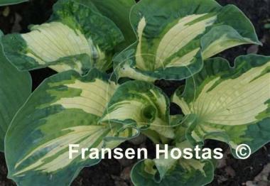 Hosta Temptation