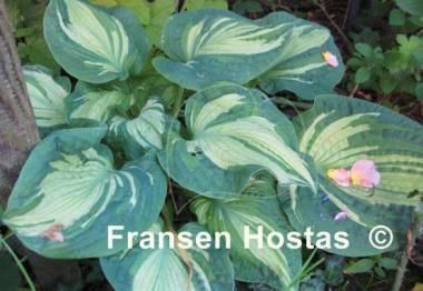 Hosta Temptation