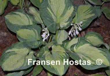 Hosta Temptation