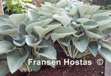 Hosta Tenryu