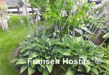 Hosta Tenryu