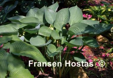 Hosta Tenryu