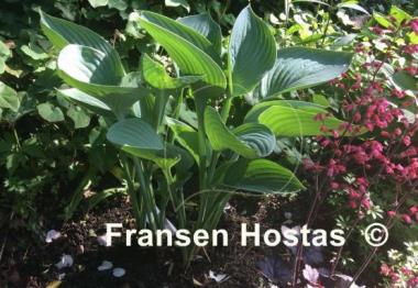 Hosta Tenryu