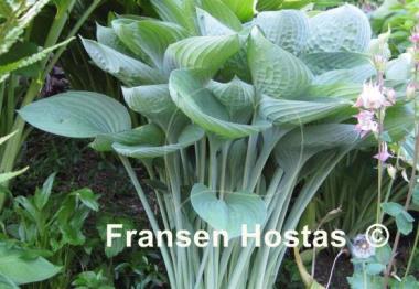 Hosta Tenryu
