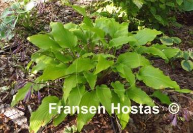 Hosta Tequila Sunrise