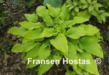 Hosta Tequila Sunrise