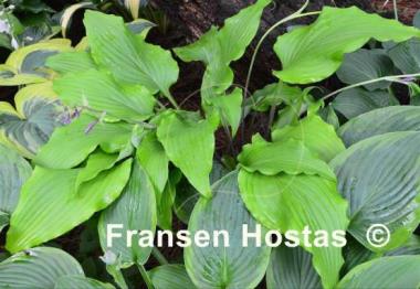 Hosta Tequila Sunrise