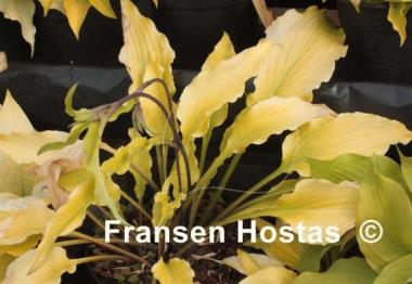 Hosta Tequila Sunrise