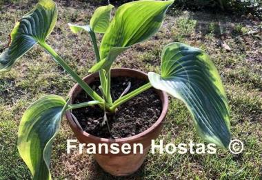 Hosta Terms of Endearment