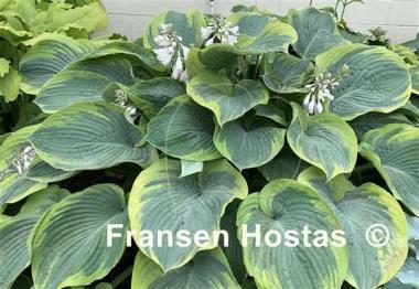 Hosta Terms of Endearment