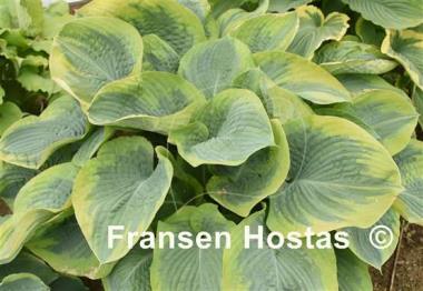 Hosta Terms of Endearment