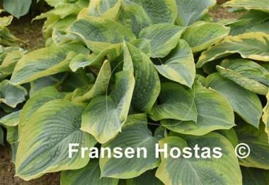 Hosta Terms of Endearment