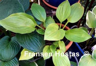 Hosta Terpsichore