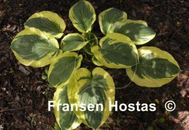 Hosta Terry