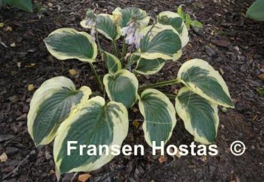 Hosta Terry