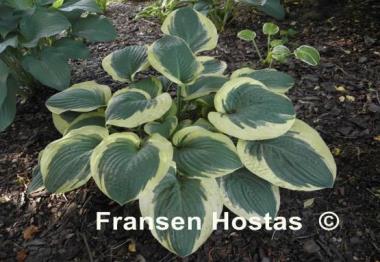 Hosta Terry