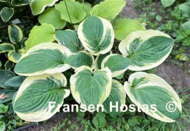 Hosta Terry
