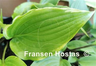 Hosta That's the Spirit