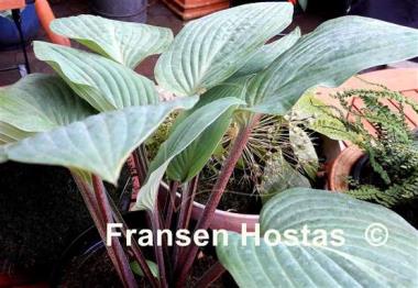 Hosta The British are Coming