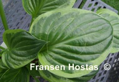 Hosta The Devil's Edge