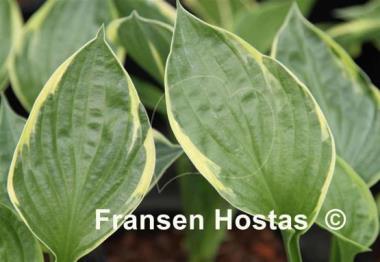 Hosta The Devil's Edge