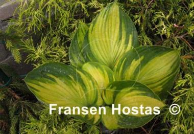 Hosta The High Life