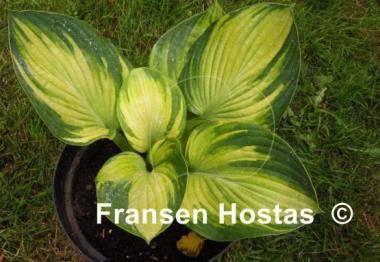 Hosta The High Life