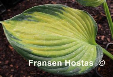 Hosta The High Life