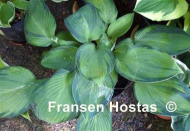 Hosta The High Life