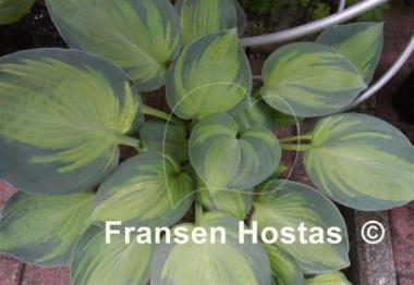 Hosta The High Life