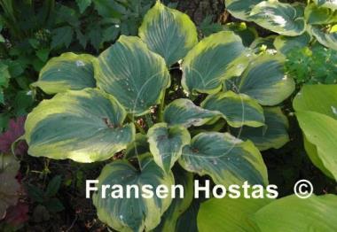 Hosta The King