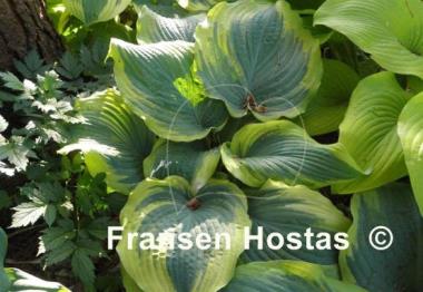Hosta The King