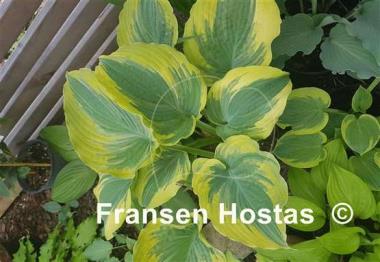 Hosta The King