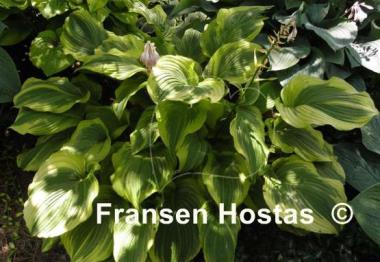 Hosta The Leading Edge