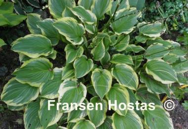 Hosta The Leading Edge