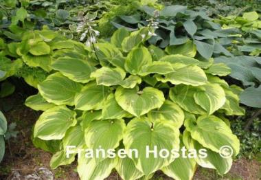 Hosta The Leading Edge