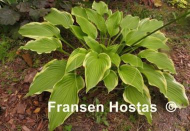 Hosta The Leading Edge