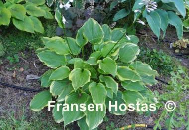 Hosta The Leading Edge
