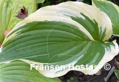 Hosta The Leading Edge